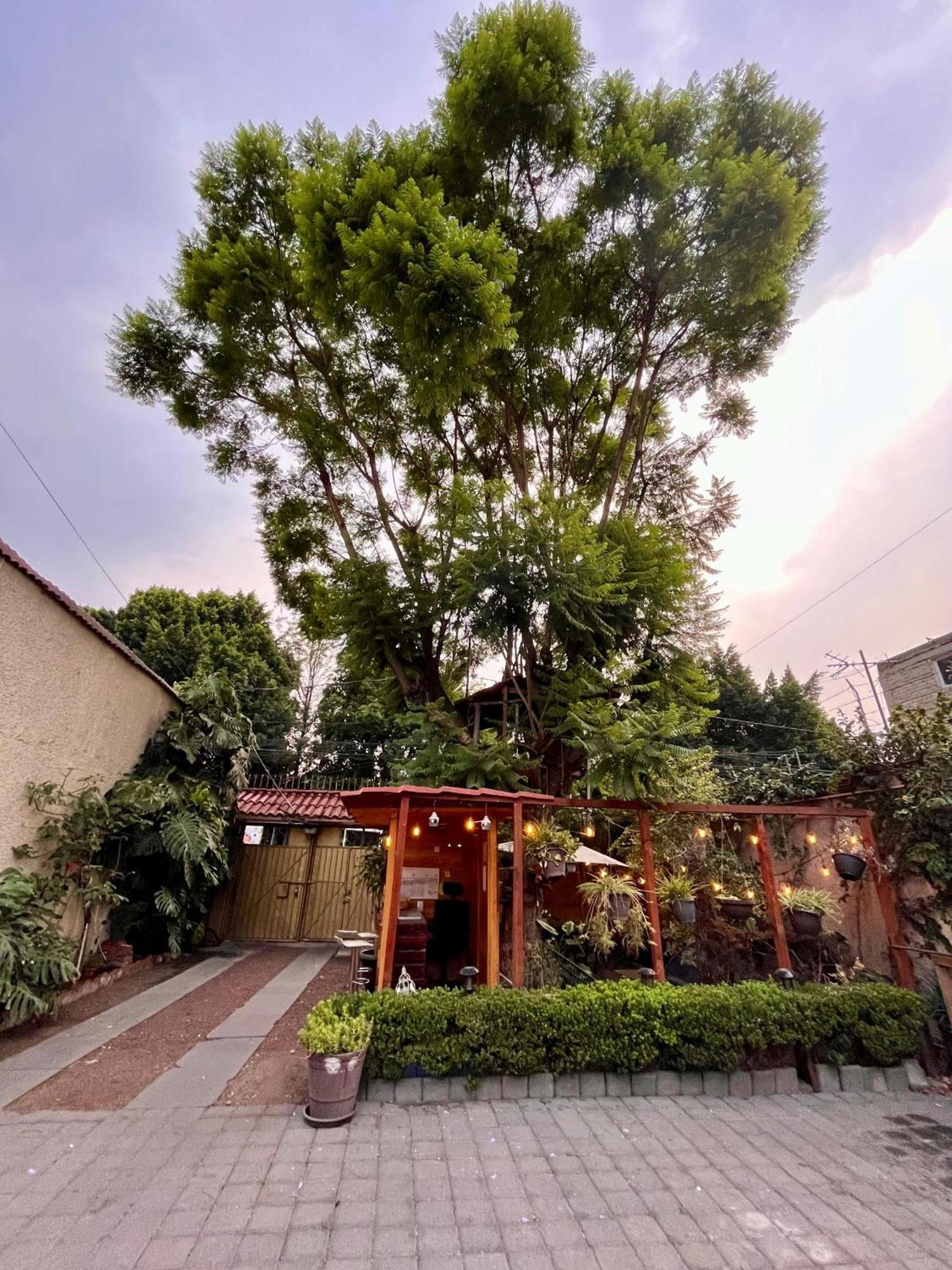Casita Del Arbol